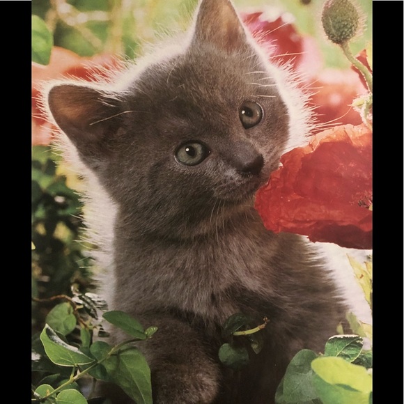 Meet your Posher, Jaime - Picture 1 of 2